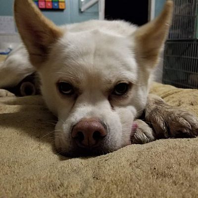 Ghost, a Adoptable mixed breed in Fort Wayne, IN image 1/4