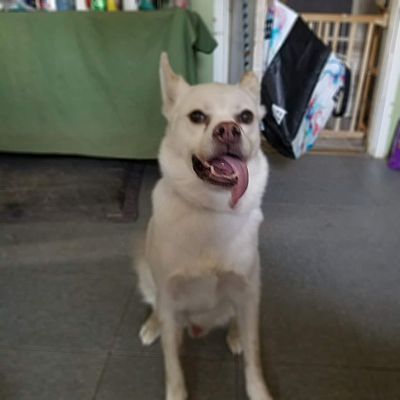 Ghost, a Adoptable mixed breed in Fort Wayne, IN image 2/4