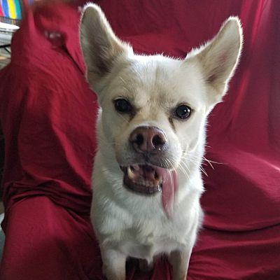 Ghost, a Adoptable mixed breed in Fort Wayne, IN image 3/4