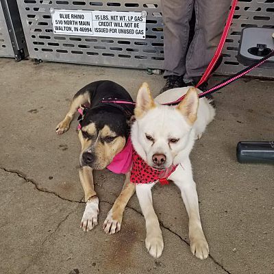 Ghost, a Adoptable mixed breed in Fort Wayne, IN image 4/4