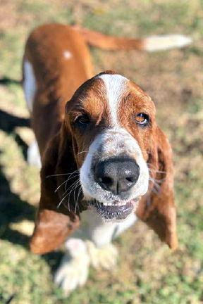 Enlarge GARRETT - ADOPTION PENDING!, a Adoptable Basset Hound in Mays Landing, NJ image 1/3