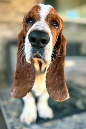 Enlarge GARRETT - ADOPTION PENDING!, a Adoptable Basset Hound in Mays Landing, NJ image 2/3