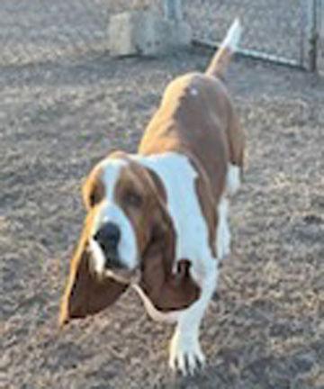 Enlarge GARRETT - ADOPTION PENDING!, a Adoptable Basset Hound in Mays Landing, NJ image 3/3