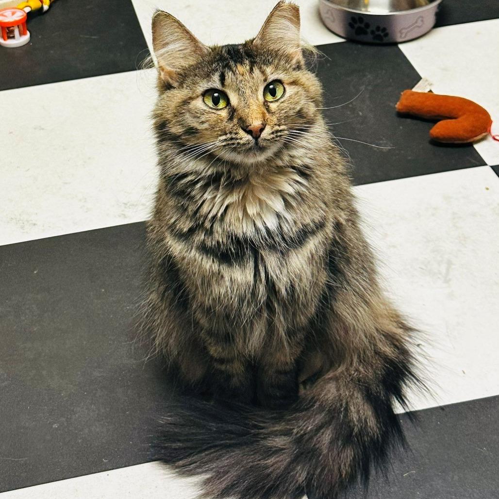 Leia, Adoptable, Adult Female Domestic Long Hair.