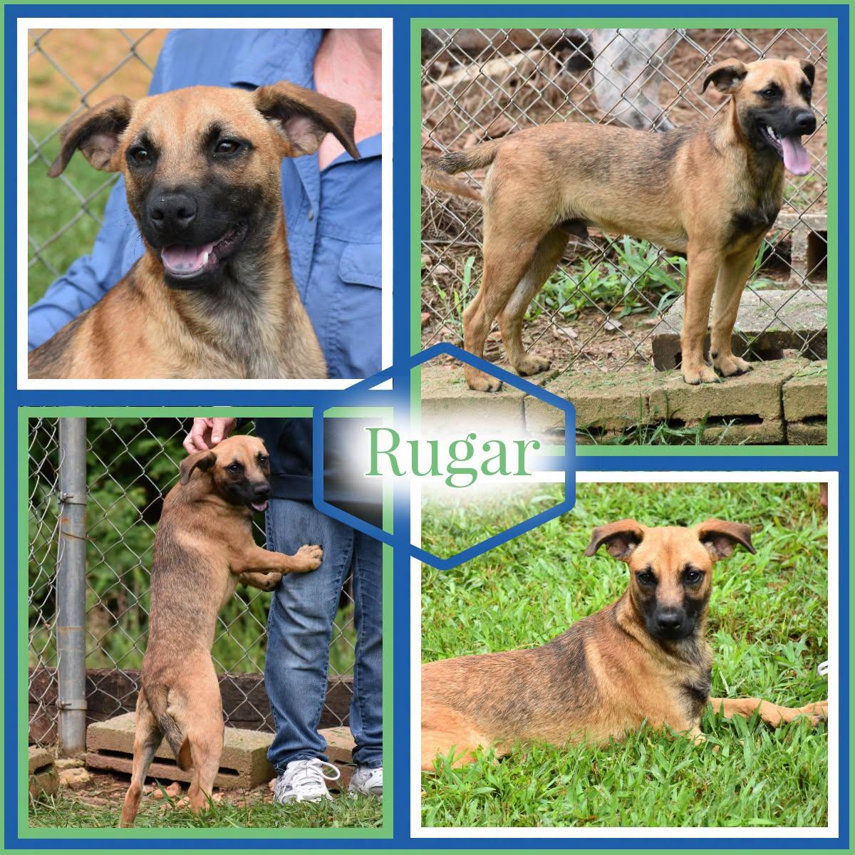 Rugar, Adopted, Young Male Black Mouth Cur.