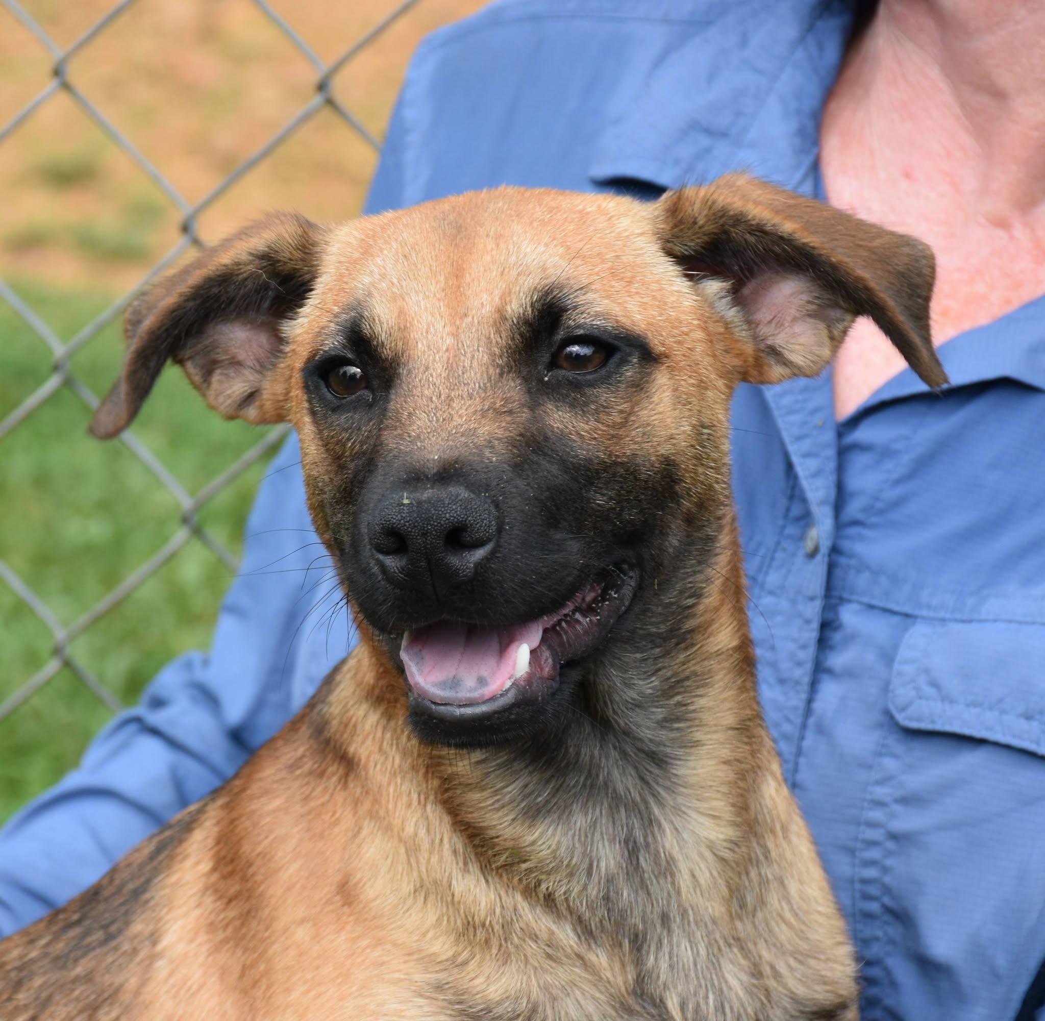Enlarge Rugar, a Adopted mixed breed in Wedowee, AL image 2/6