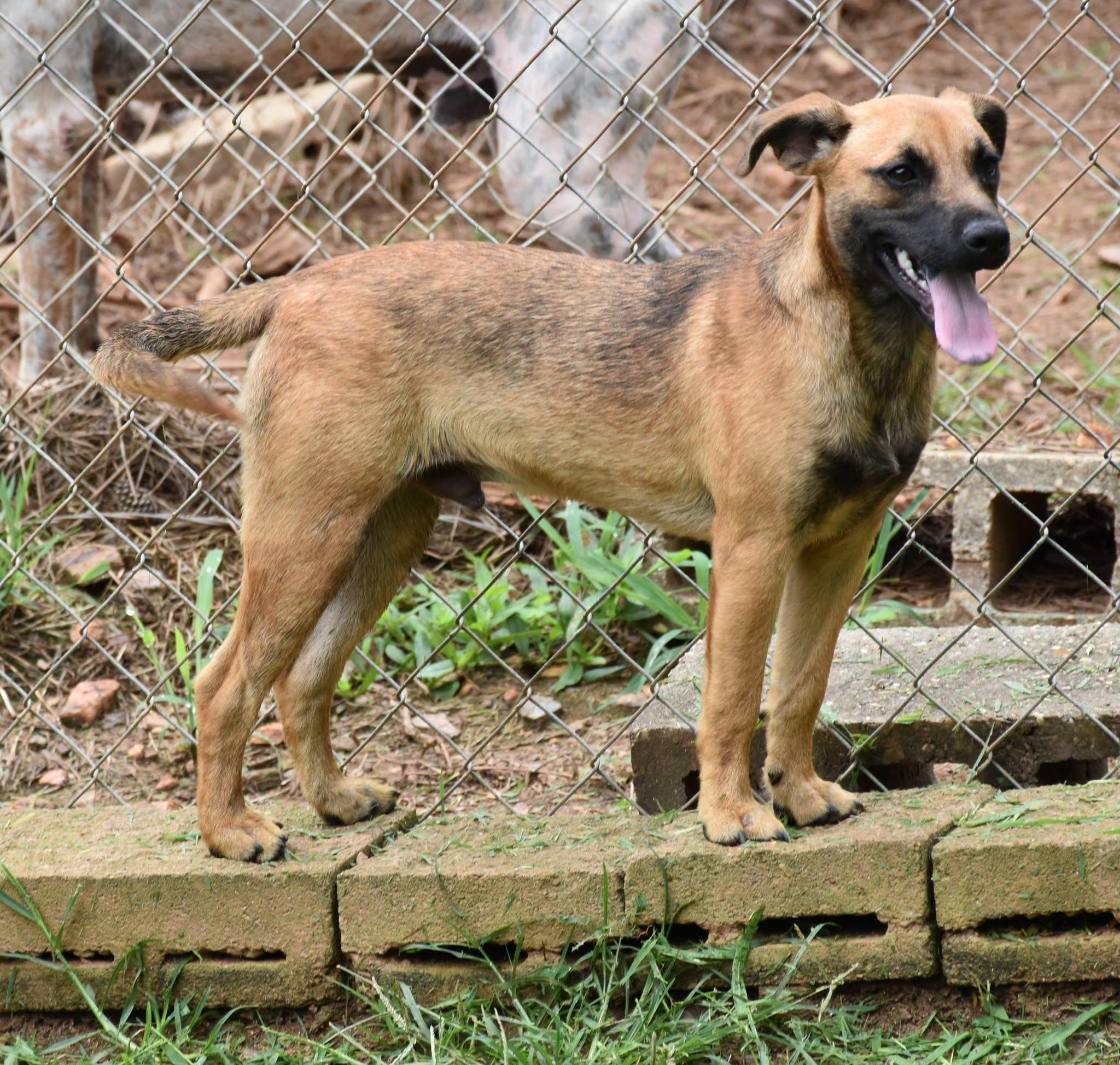 Enlarge Rugar, a Adopted mixed breed in Wedowee, AL image 6/6