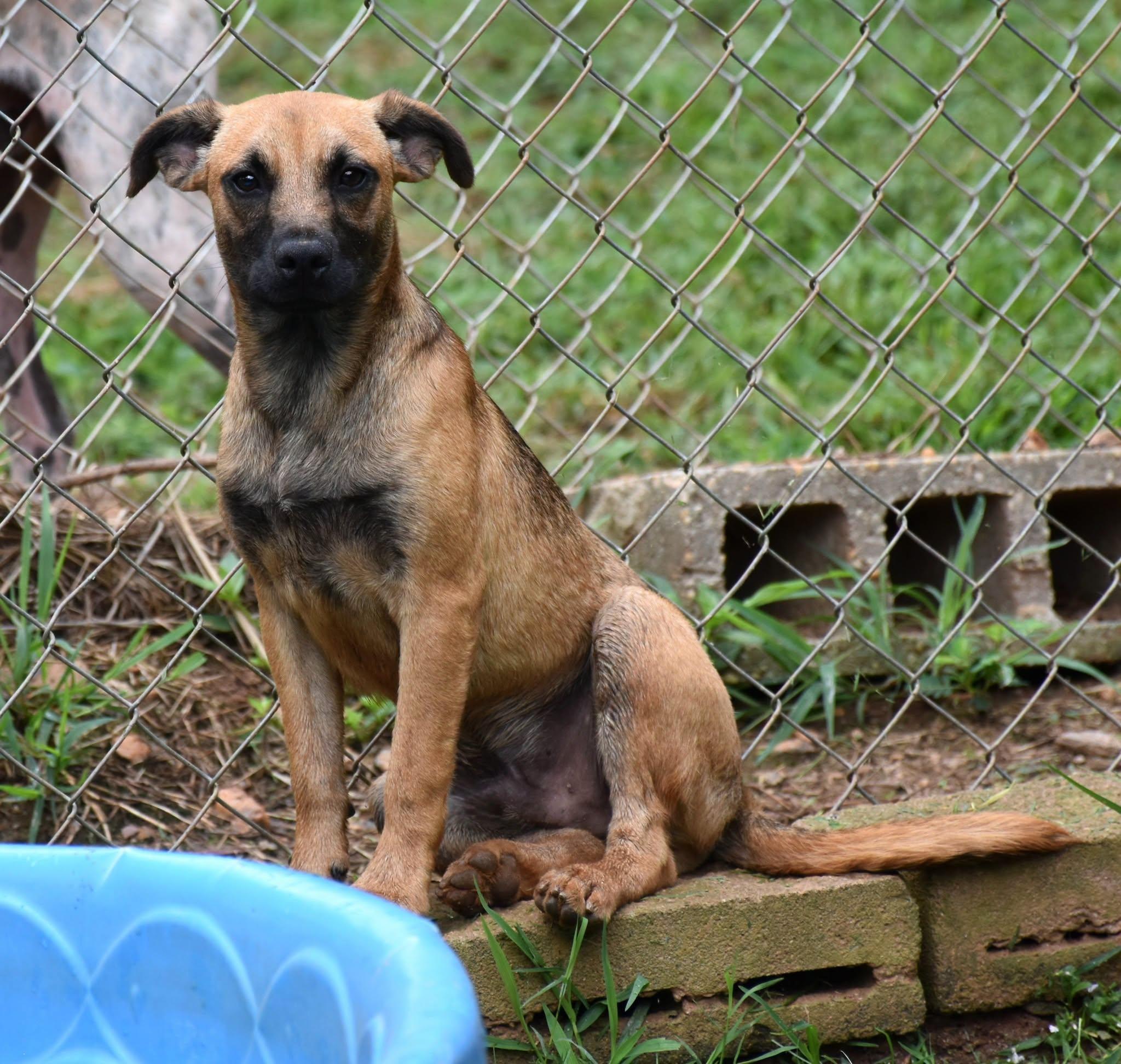Enlarge Rugar, a Adopted mixed breed in Wedowee, AL image 5/6