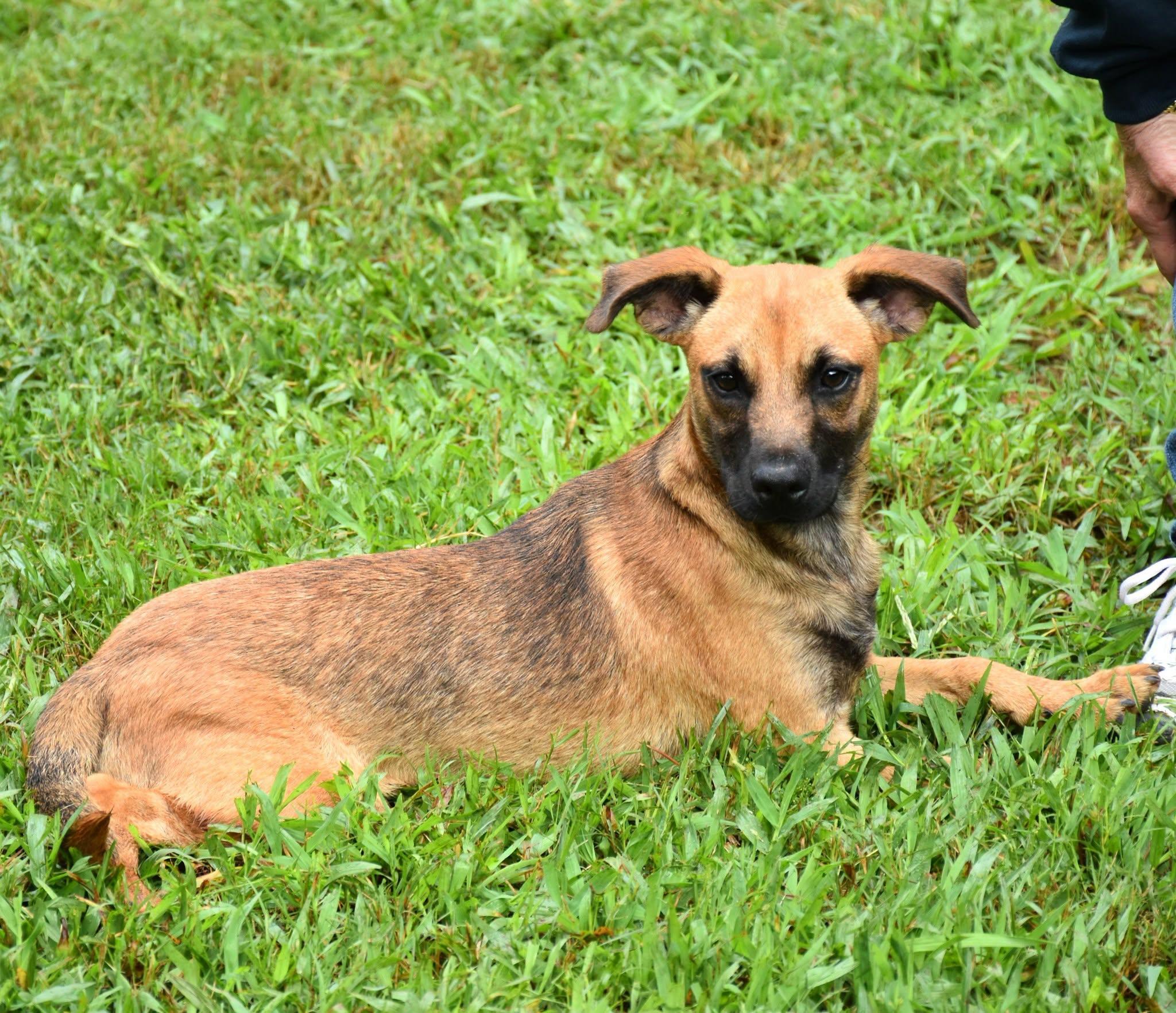 Enlarge Rugar, a Adopted mixed breed in Wedowee, AL image 4/6