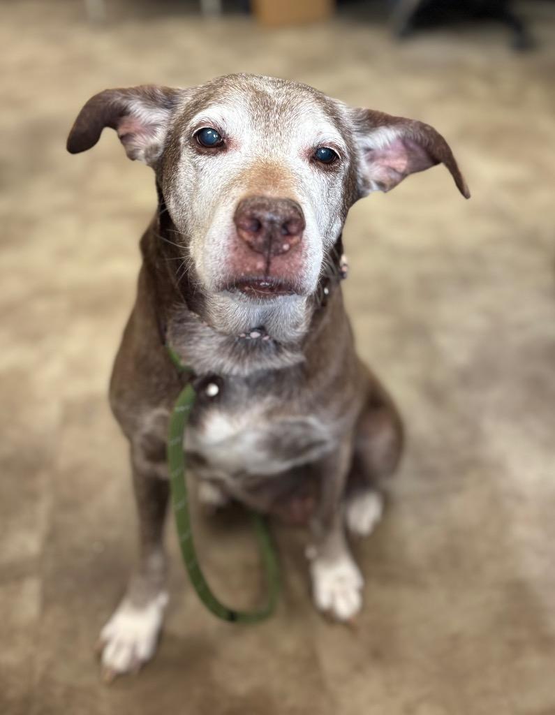 Butterscotch, Adoptable, Adult Female Mixed Breed & Labrador Retriever.