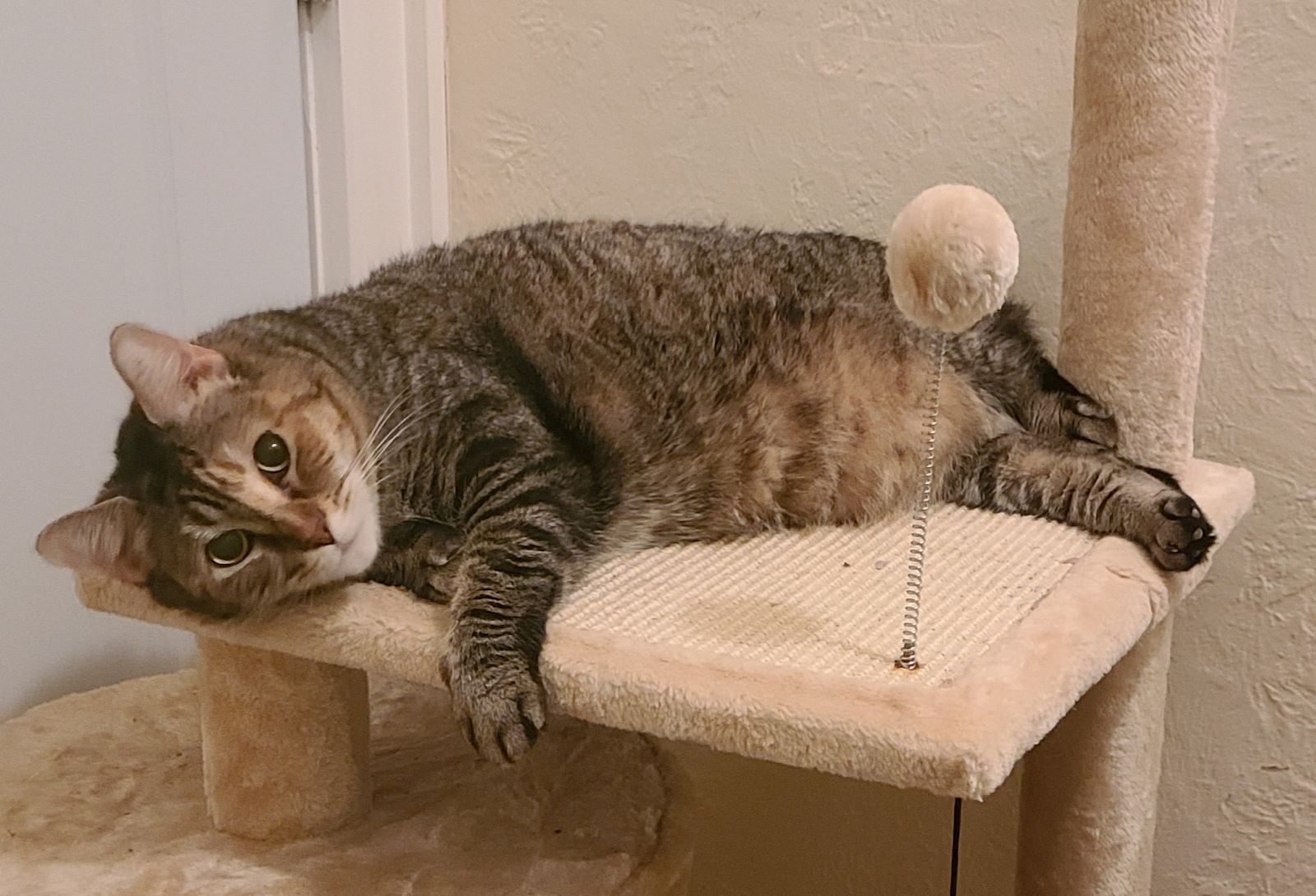 Cleo