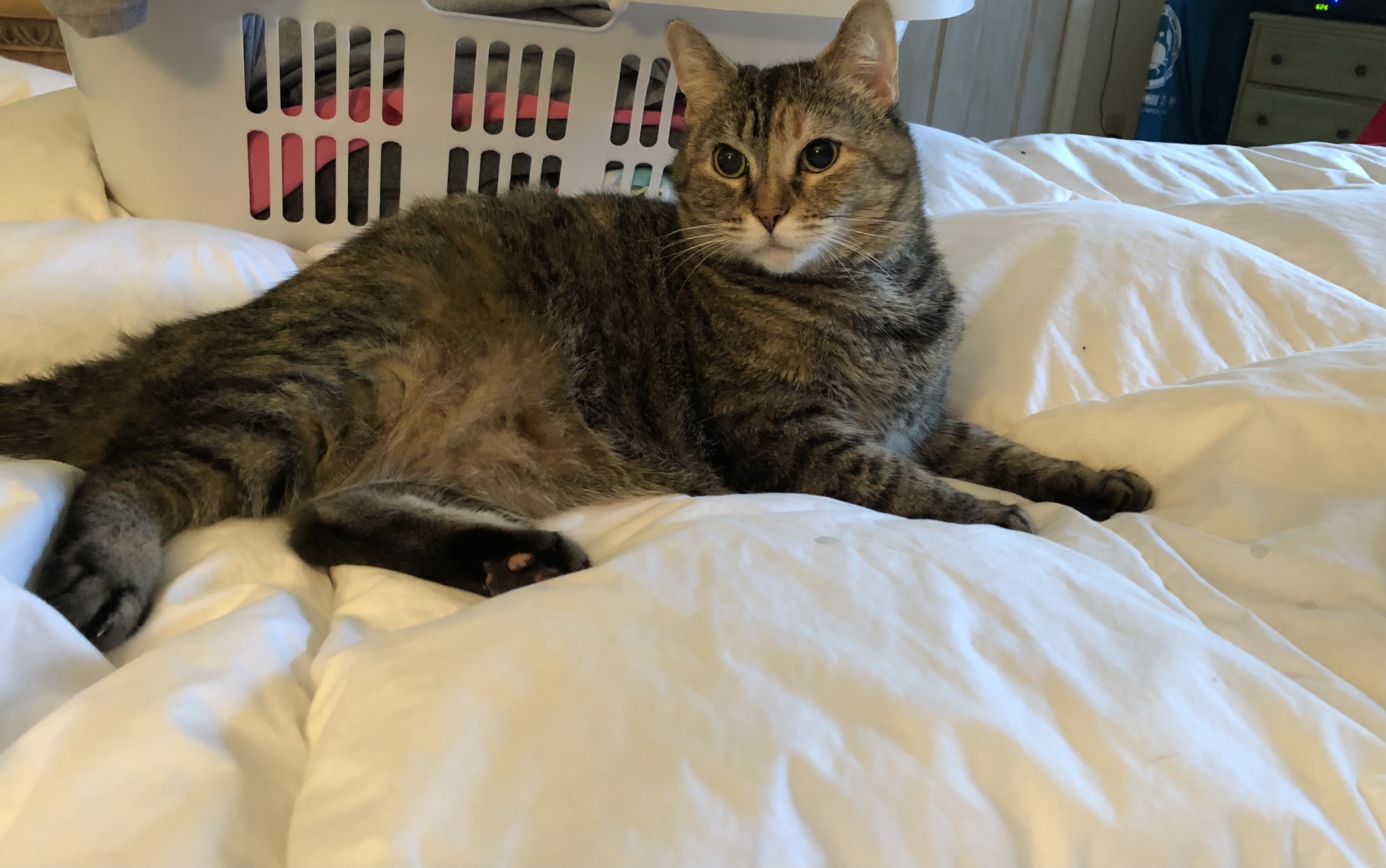 Cleo
