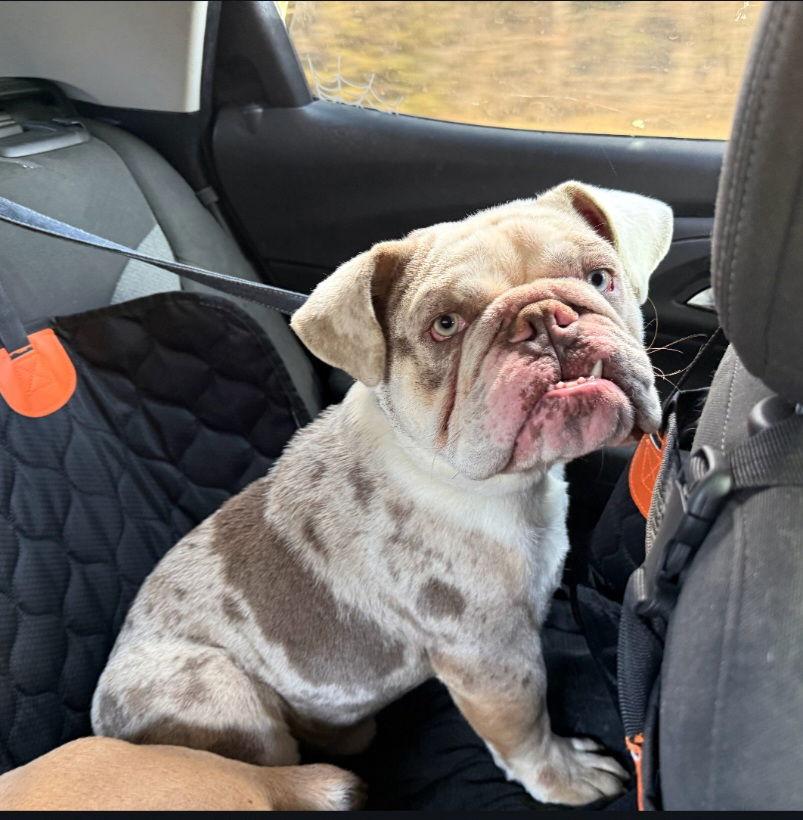 Sir Mix Alot, Adoptable, Young Male English Bulldog.