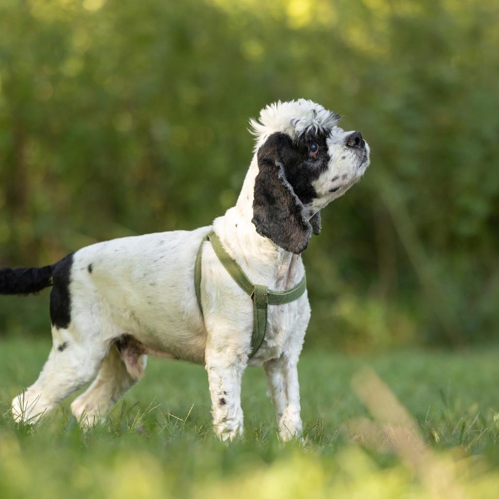 Mr. Pickles, Adoptable, Adult Male Cocker Spaniel.
