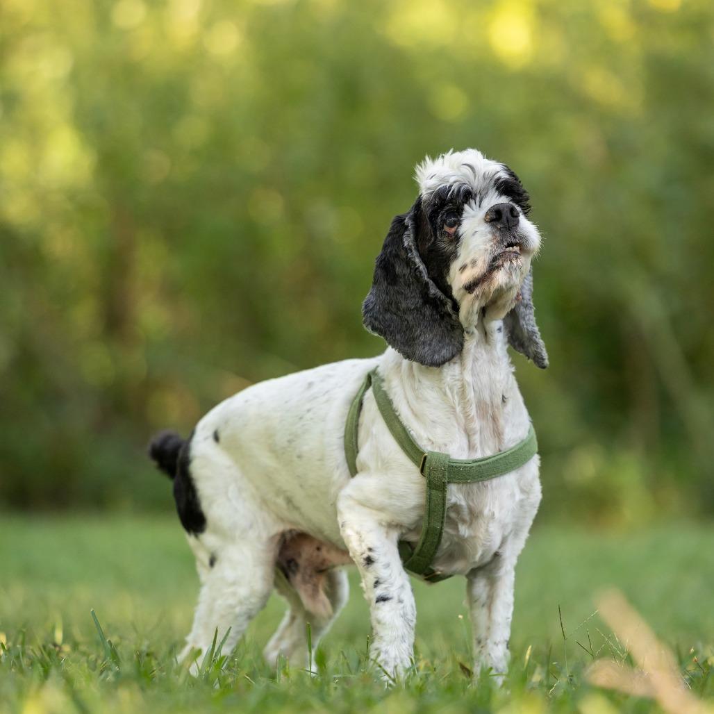 Enlarge Mr. Pickles, a Adoptable Cocker Spaniel in Hillsborough, NC image 5/6