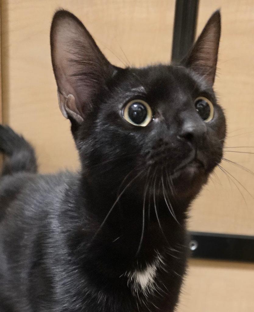 Enlarge Zip, a Adoptable mixed breed in Rowlett, TX image 1/4