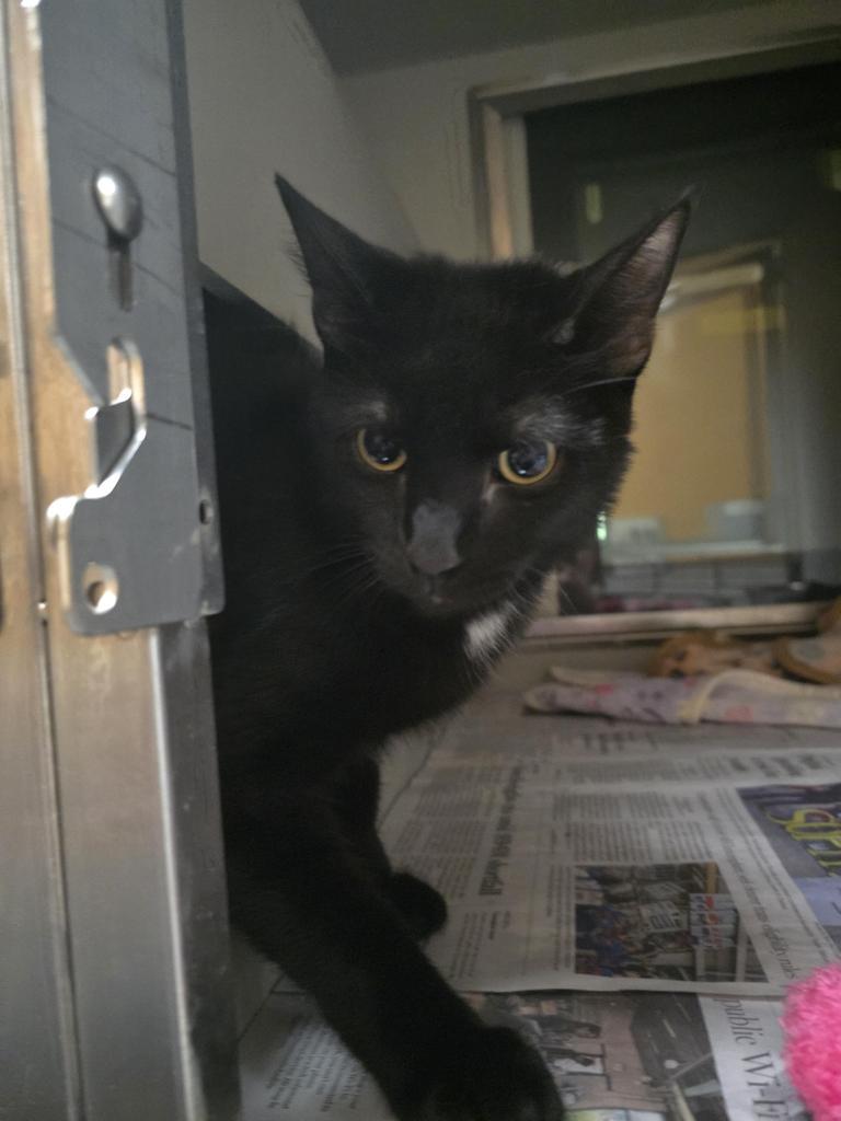 Enlarge Zip, a Adoptable mixed breed in Rowlett, TX image 2/4