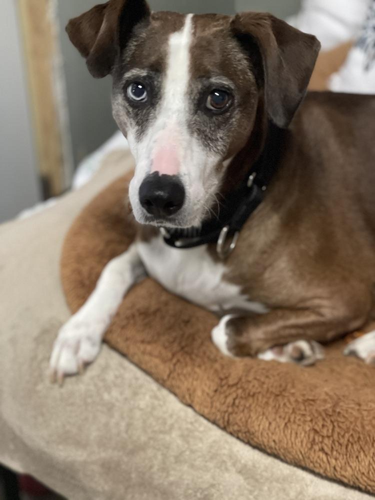 Enlarge Liza, a Adoptable mixed breed in Xenia, OH image 1/6