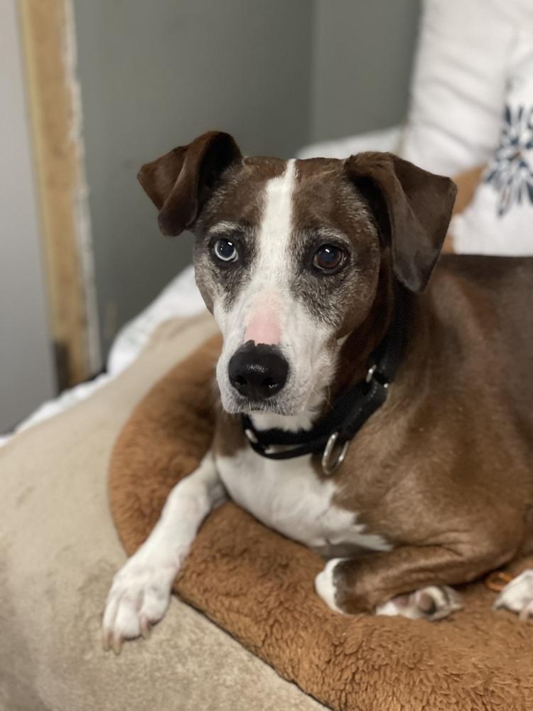 Enlarge Liza, a Adoptable mixed breed in Xenia, OH image 2/6