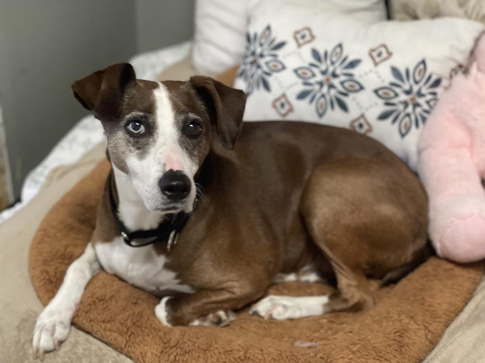 Enlarge Liza, a Adoptable mixed breed in Xenia, OH image 3/6