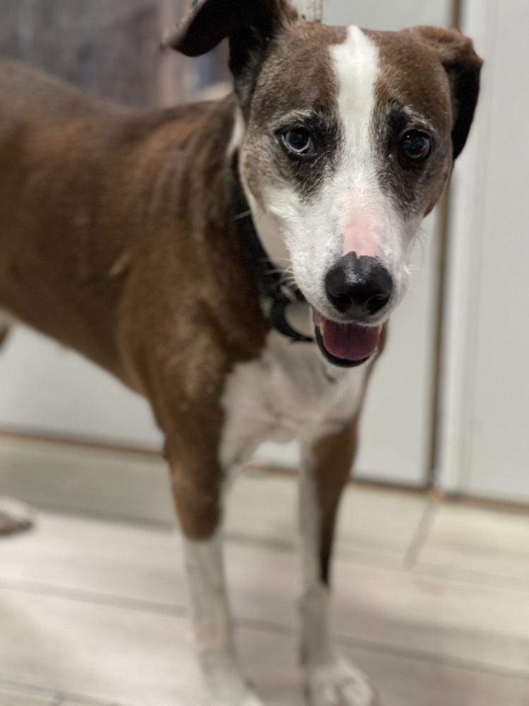 Enlarge Liza, a Adoptable mixed breed in Xenia, OH image 4/6
