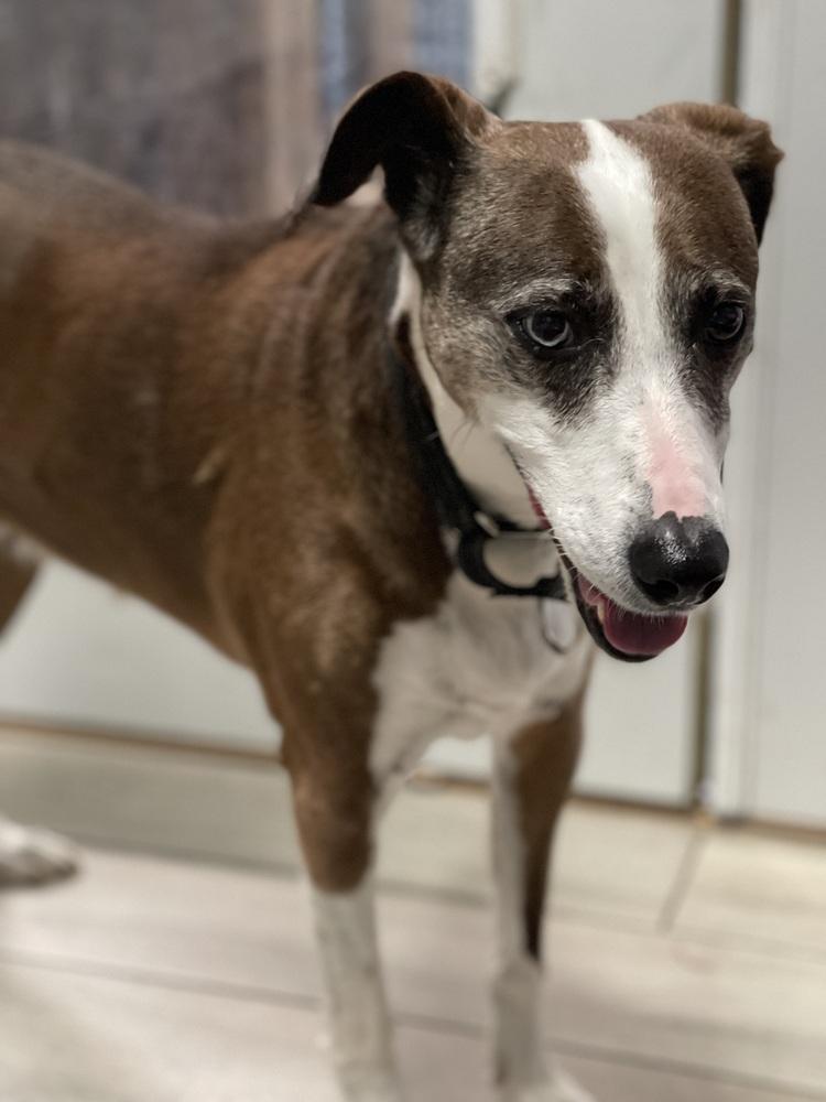 Enlarge Liza, a Adoptable mixed breed in Xenia, OH image 5/6