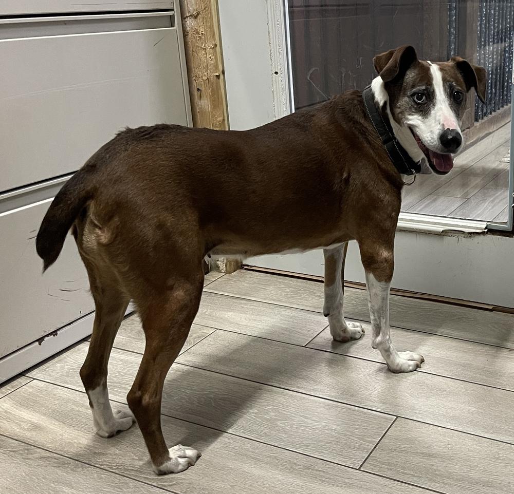 Enlarge Liza, a Adoptable mixed breed in Xenia, OH image 6/6