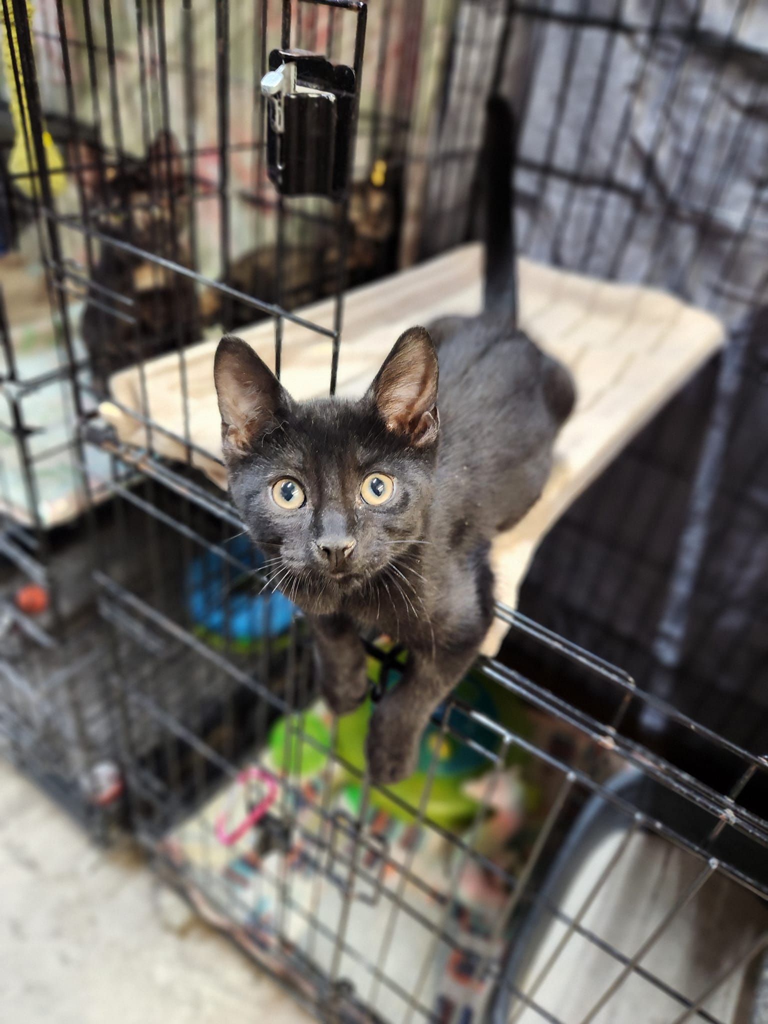Oscar, a Adoptable Domestic Short Hair in Centerville, GA image 1/2
