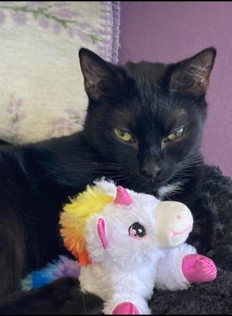 Oscar, a Adoptable Domestic Short Hair in Centerville, GA image 2/2