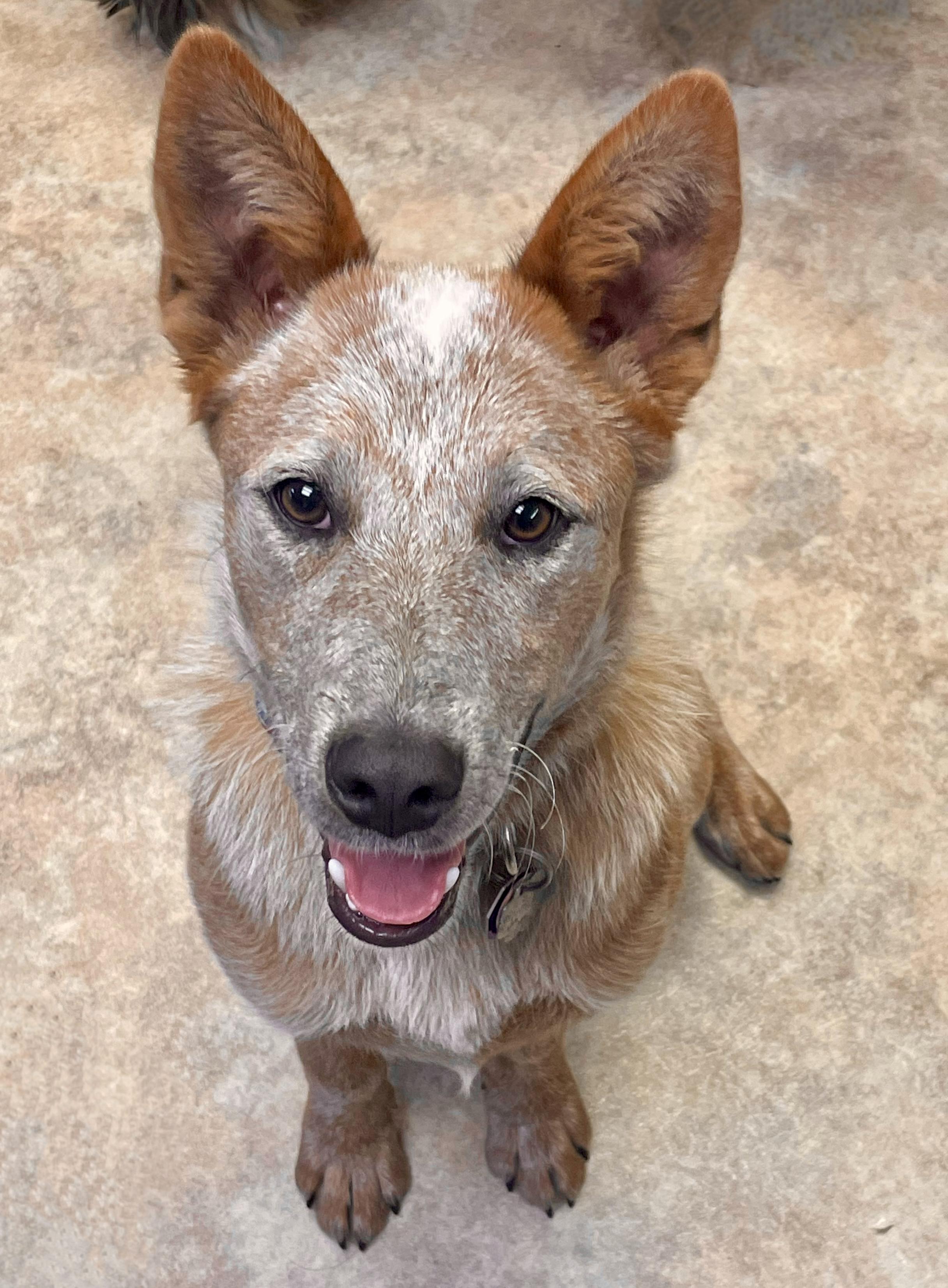 Caleb, Adopted, Young Male Australian Cattle Dog / Blue Heeler.