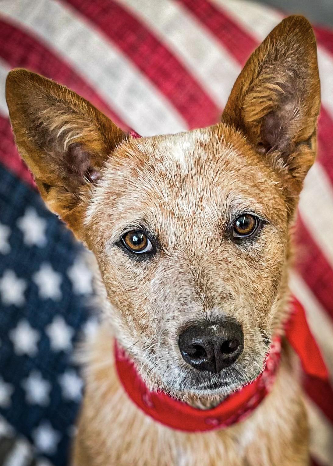 Caleb, a Adopted Australian Cattle Dog / Blue Heeler in Oak Creek, WI image 2/2