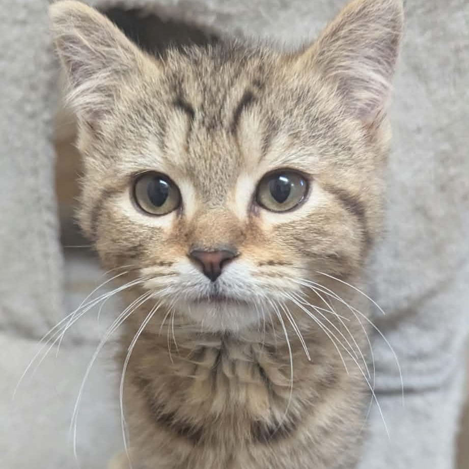Jordan, Adopted, Kitten Male Domestic Short Hair.
