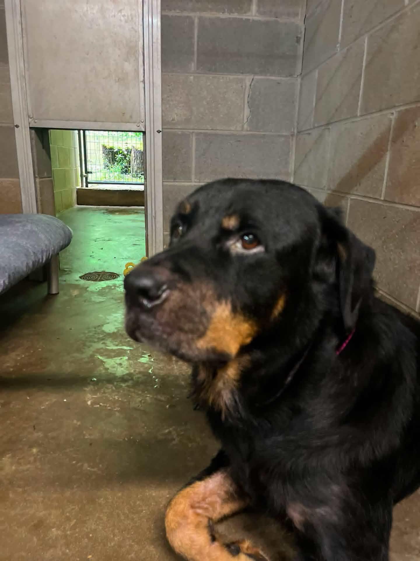 Mushu, Adoptable, Adult Male Rottweiler.
