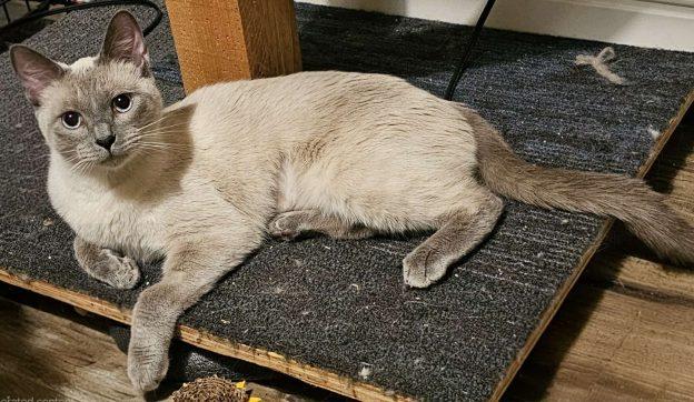 Squeaker, an adoptable Siamese in Kenai, AK, 99611 | Photo Image 1