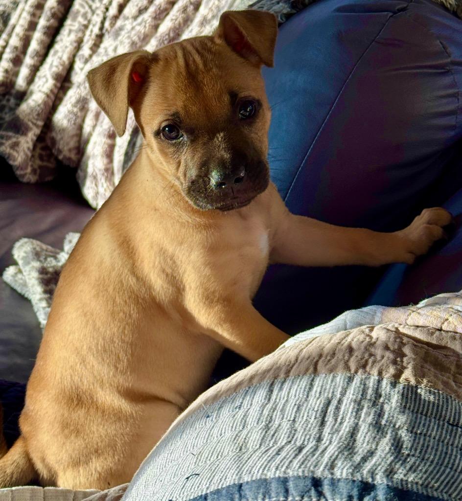 Enlarge Turbo-Adorably Chunky Puppy!, a Adoptable American Bulldog in Fort Myers, FL image 1/3