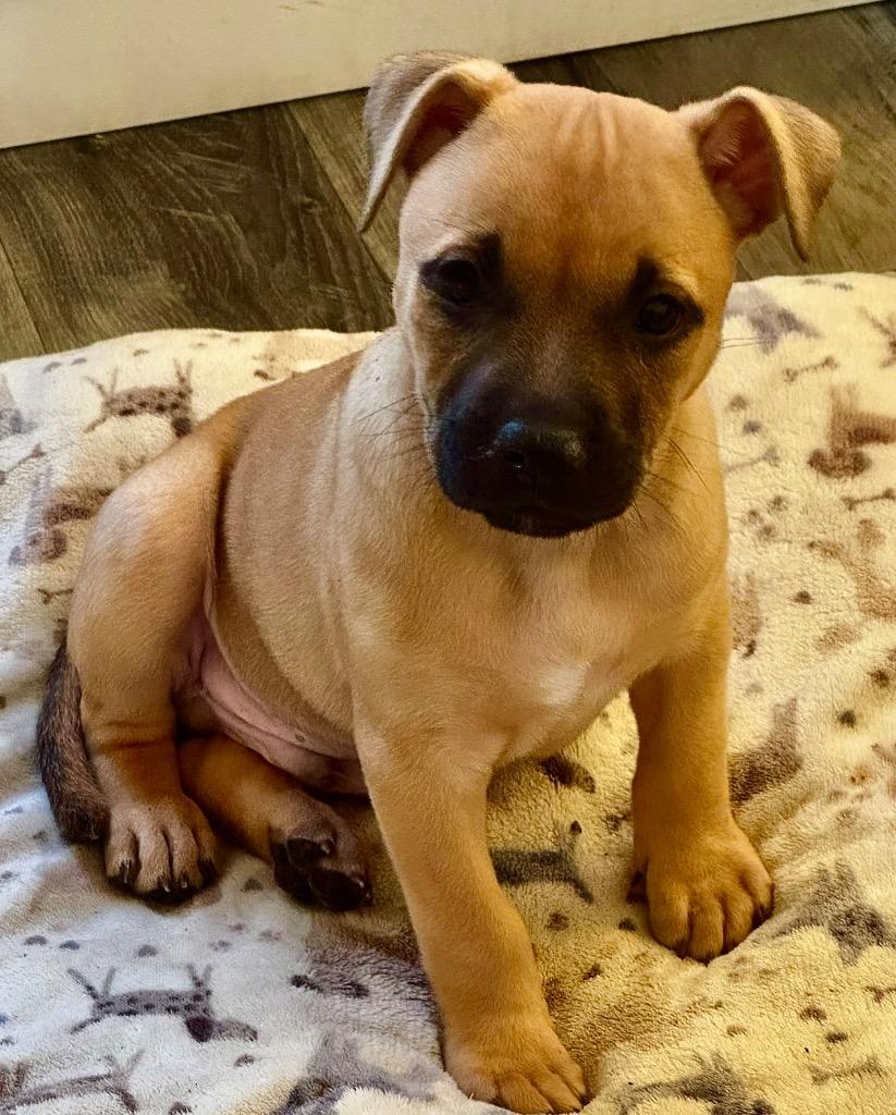 Enlarge Turbo-Adorably Chunky Puppy!, a Adoptable American Bulldog in Fort Myers, FL image 2/3