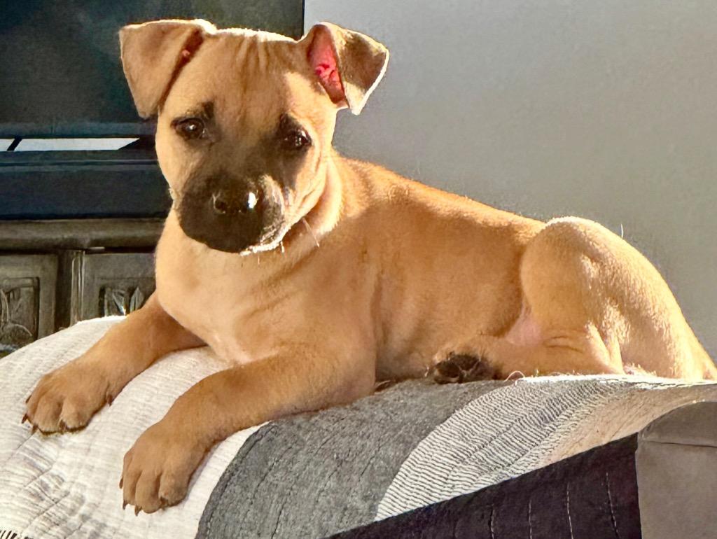 Enlarge Turbo-Adorably Chunky Puppy!, a Adoptable American Bulldog in Fort Myers, FL image 3/3