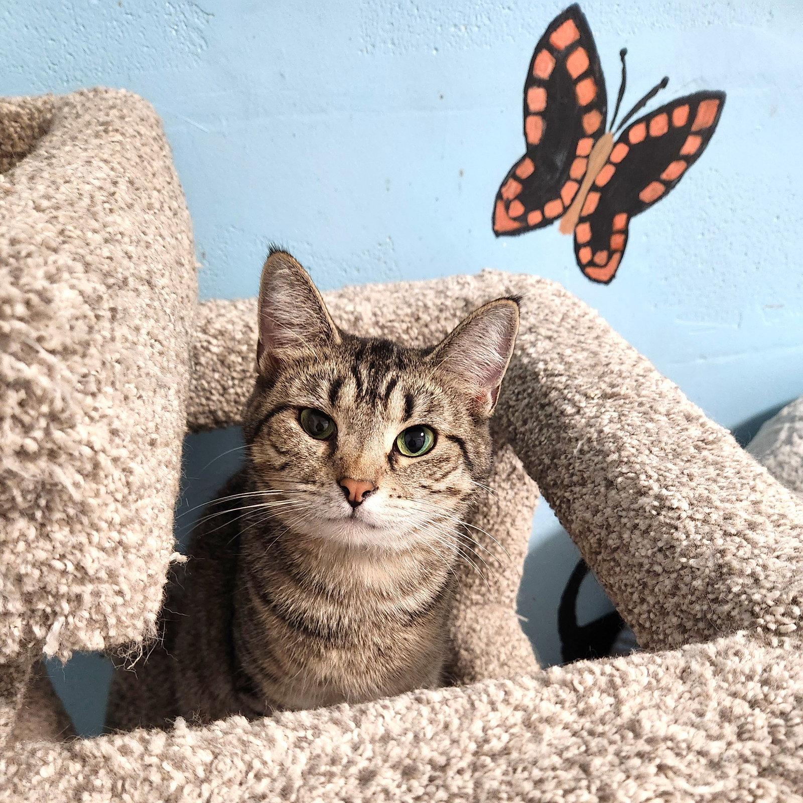 Cass Elliot, Adoptable, Young Female Domestic Short Hair.