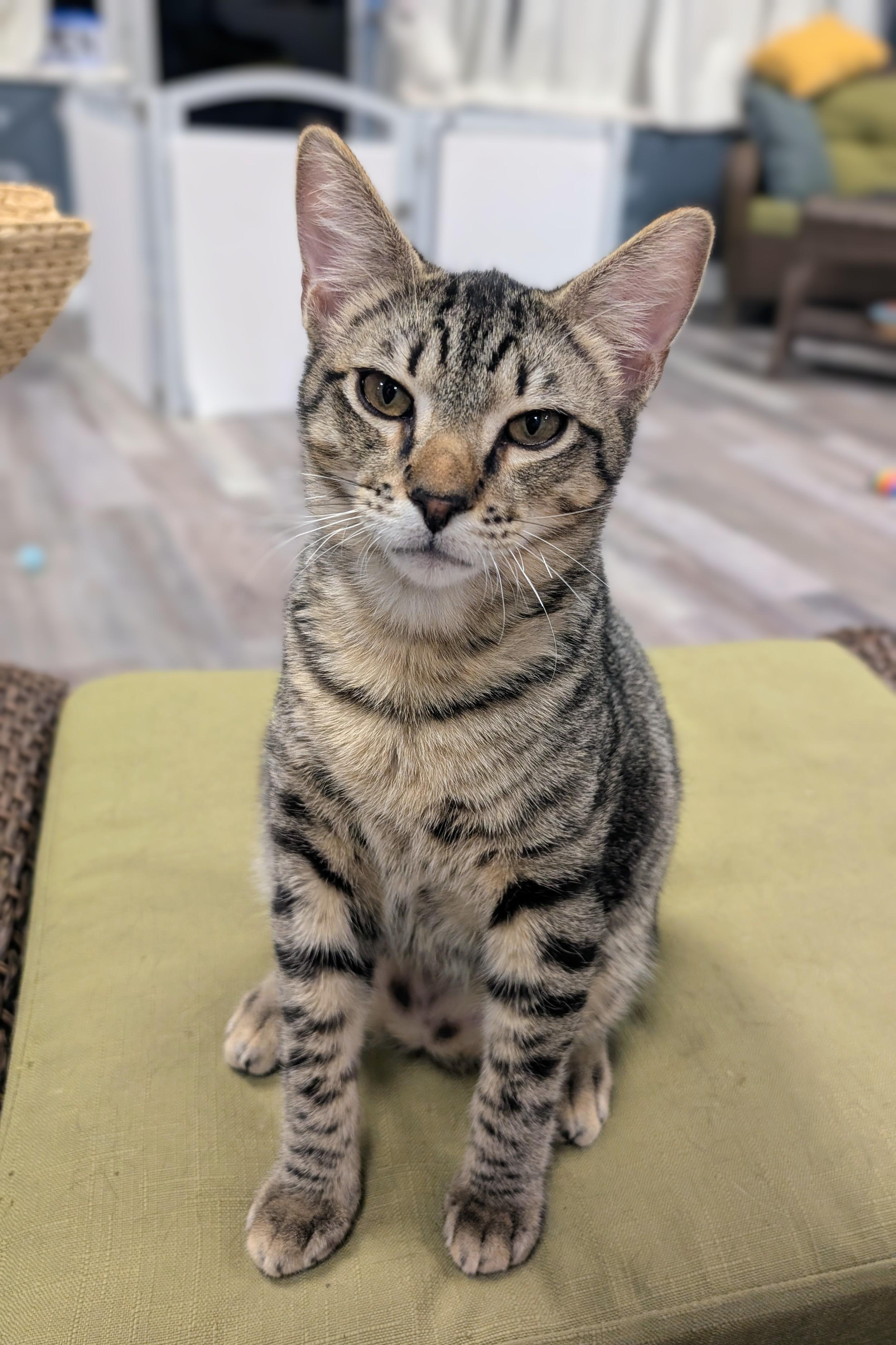 Suds , adopted, Kitten Male Domestic Short Hair.