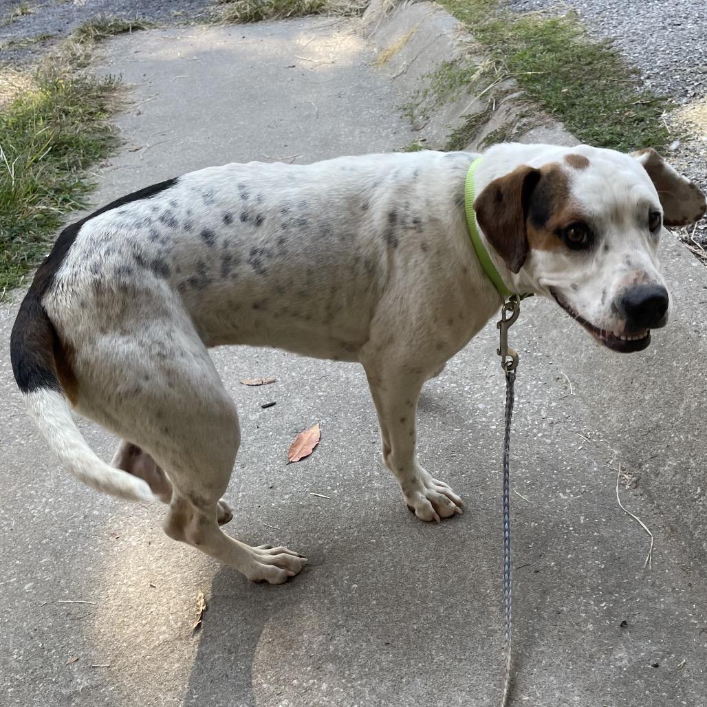 Daisy, Adoptable, Adult Female Coonhound.