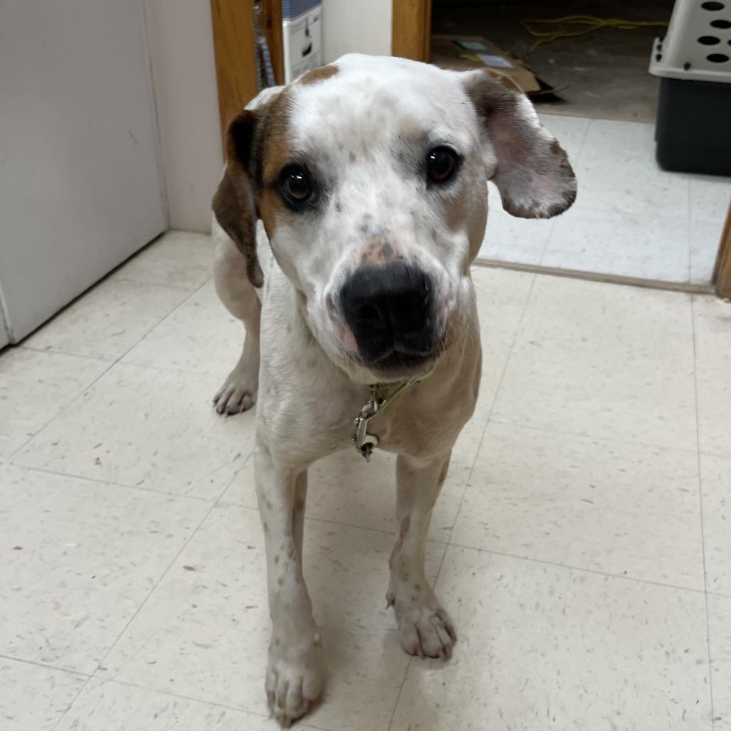 Enlarge Daisy, a Adoptable Coonhound in Green Forest, AR image 2/3