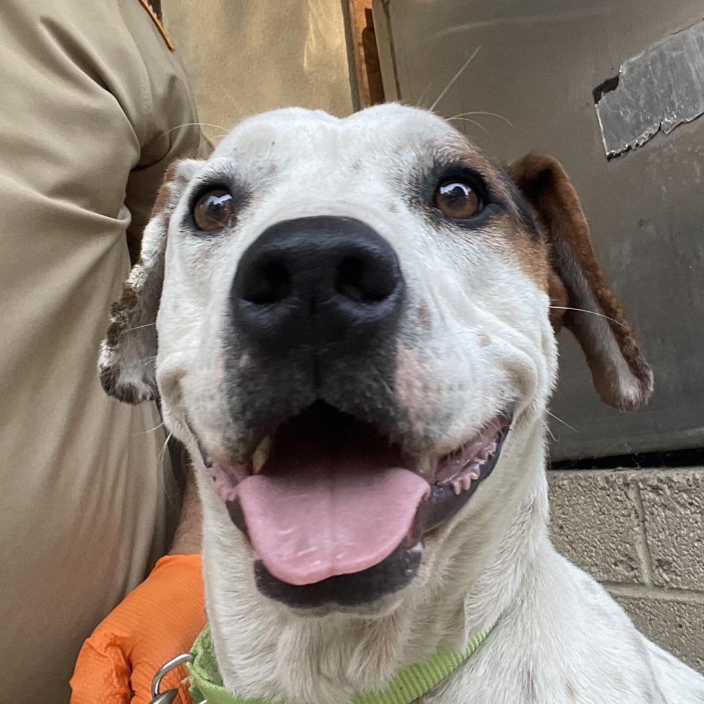 Enlarge Daisy, a Adoptable Coonhound in Green Forest, AR image 3/3