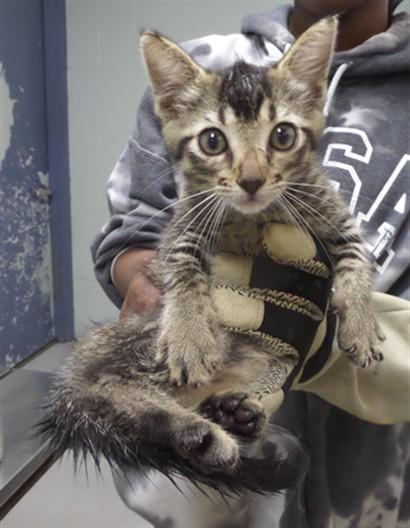 SATURN, Adoptable, Kitten Female Domestic Short Hair.