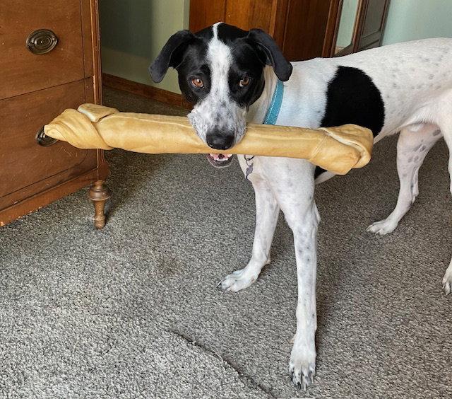 Jamal, Adoptable, Adult Male Pointer.