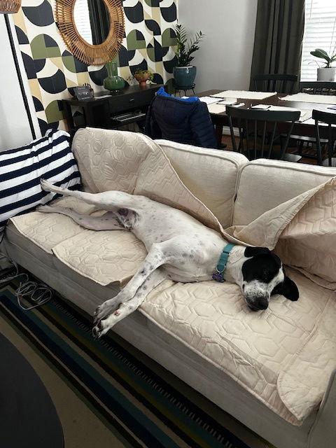 Enlarge Jamal, a Adoptable Pointer in St. Louis, MO image 2/3