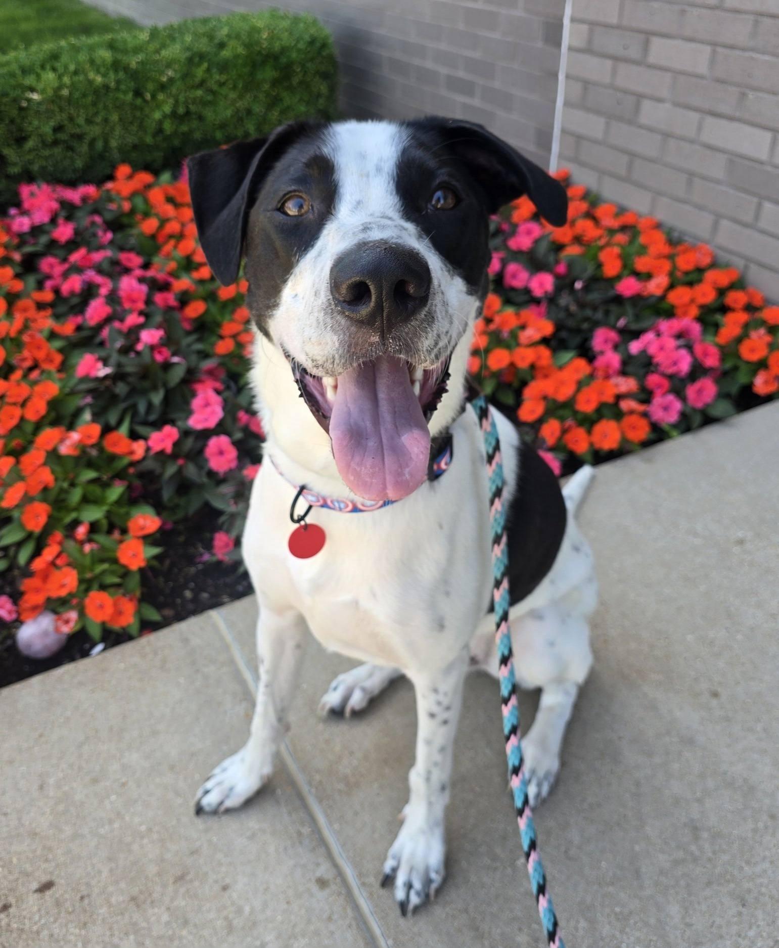 Enlarge Jamal, a Adoptable Pointer in St. Louis, MO image 2/3
