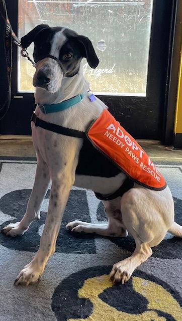 Enlarge Jamal, a Adoptable Pointer in St. Louis, MO image 3/3