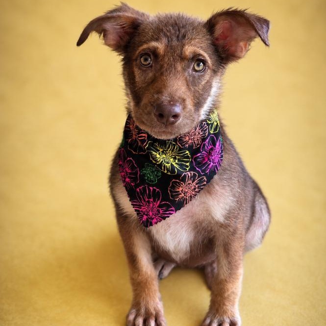 East, ADOPTABLE, Young Female German Shepherd Dog.