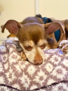 Daisy ADOPTED, Adoptable, Adult Female Chihuahua.