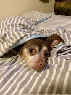 Enlarge Daisy ADOPTED, a Adoptable Chihuahua in Tampa, FL image 2/3